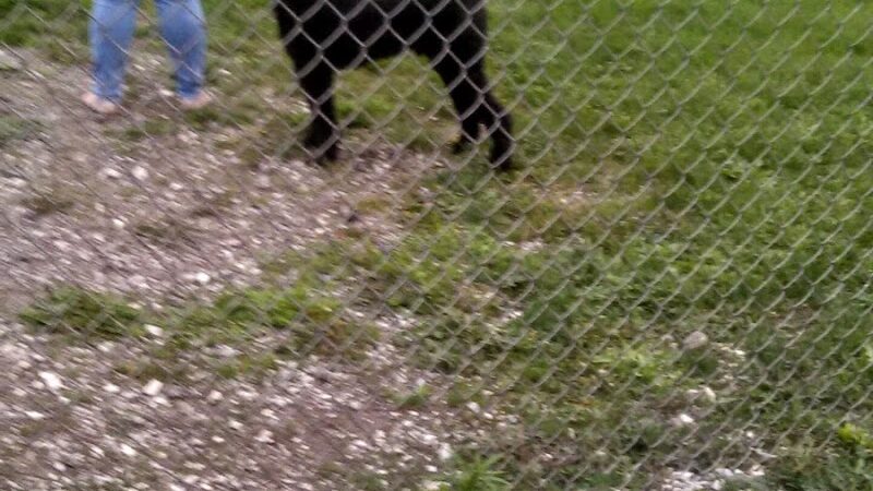 Bark Park Offleash - Dayton, OH