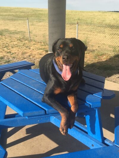 Bark Park Offleash - Dayton, OH