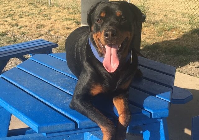 Bark Park Offleash - Dayton, OH