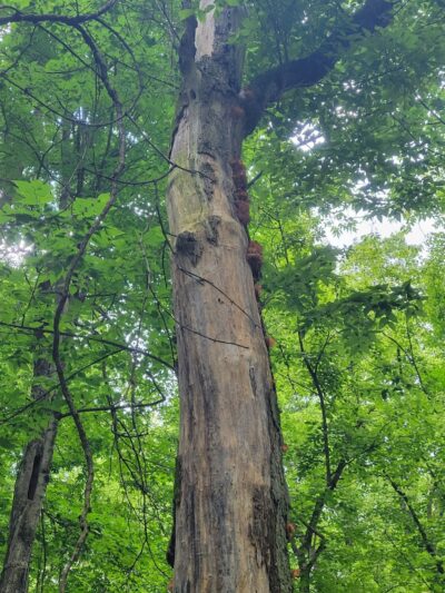 Bill Yeck Park - Dayton, OH