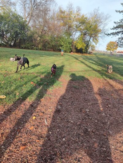 Community Park Dog Park - Dayton, OH