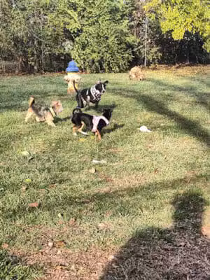 Community Park Dog Park - Dayton, OH