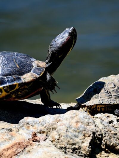 Cox Arboretum MetroPark - Dayton, OH