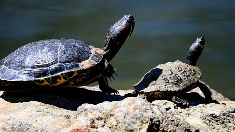 Cox Arboretum MetroPark - Dayton, OH