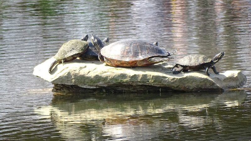 Cox Arboretum MetroPark - Dayton, OH