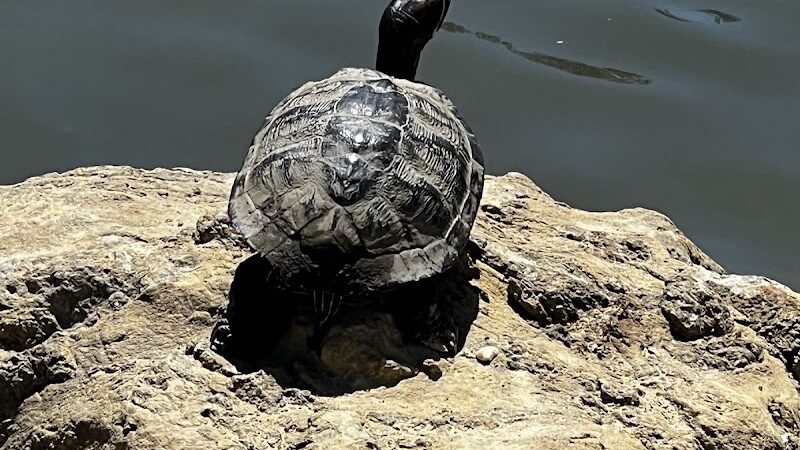 Cox Arboretum MetroPark Picnic Area - Dayton, OH