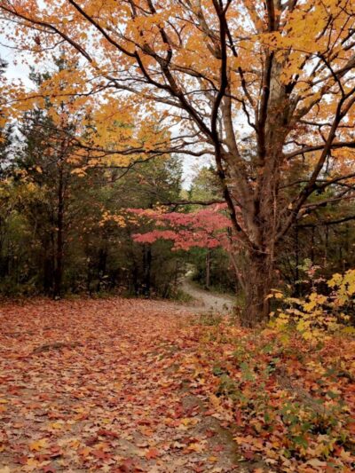 Cox Arboretum MetroPark Picnic Area - Dayton, OH