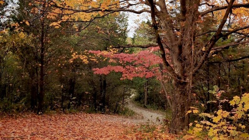 Cox Arboretum MetroPark Picnic Area - Dayton, OH
