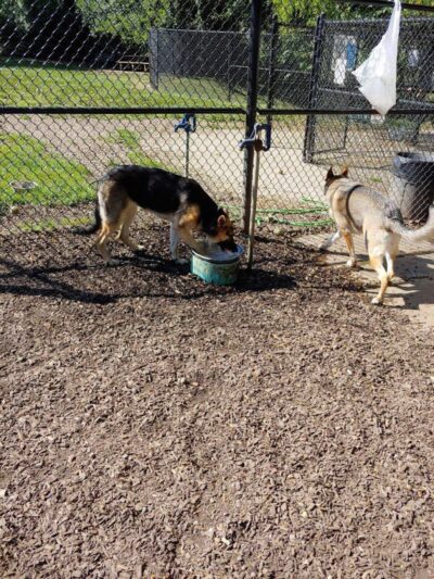 Creager Field Dog Park - Dayton, OH