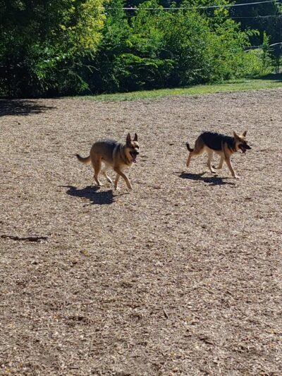 Creager Field Dog Park - Dayton, OH