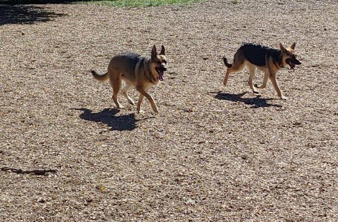 Creager Field Dog Park - Dayton, OH