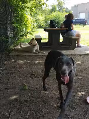 Creager Field Dog Park - Dayton, OH