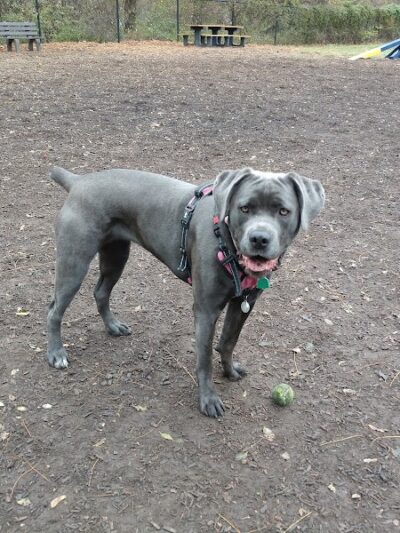 Creager Field Dog Park - Dayton, OH