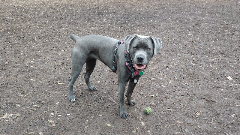 Creager Field Dog Park - Dayton, OH