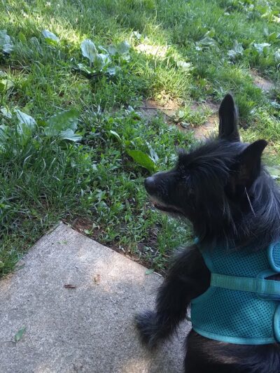 Creager Field Dog Park - Dayton, OH