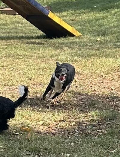 Creager Field Dog Park - Dayton, OH