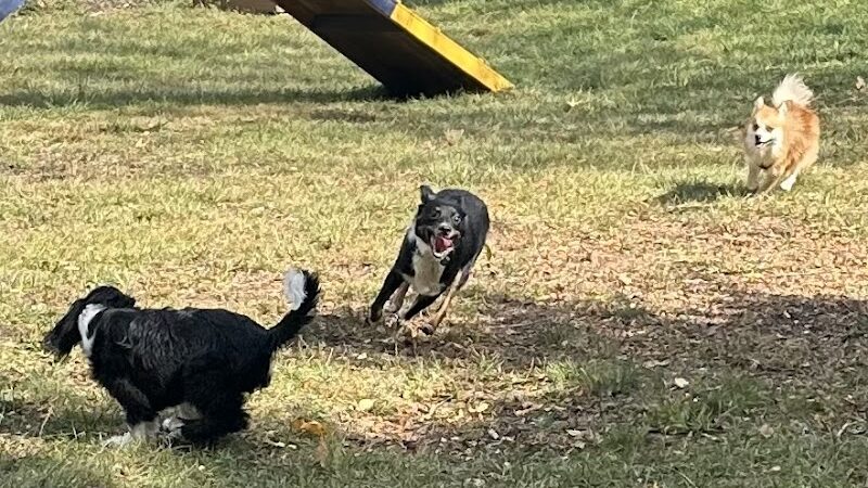 Creager Field Dog Park - Dayton, OH