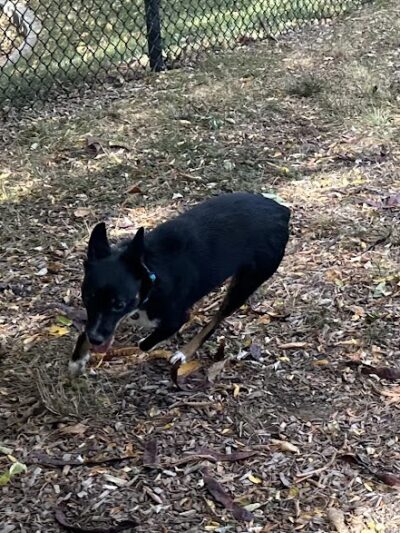 Creager Field Dog Park - Dayton, OH