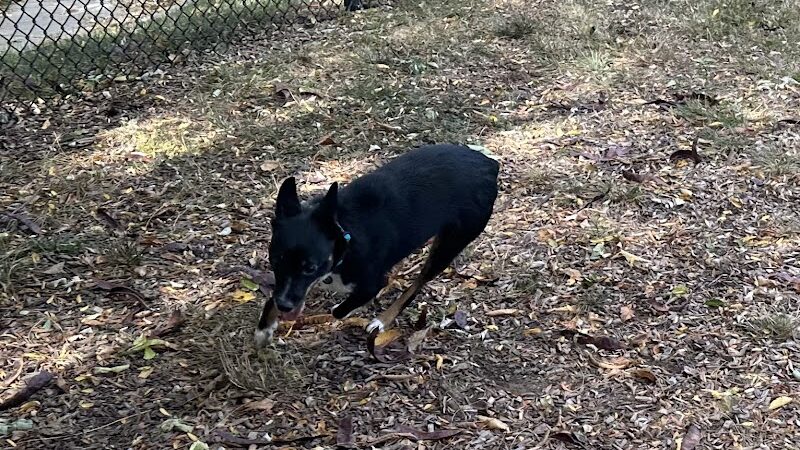 Creager Field Dog Park - Dayton, OH