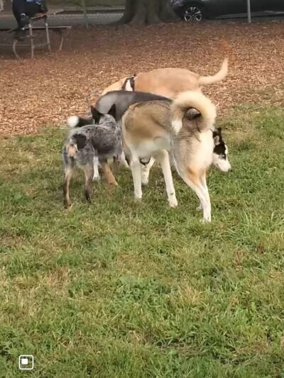 Deeds Point Dog Park - Dayton, OH