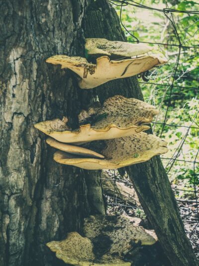 Englewood MetroPark South Park - Dayton, OH