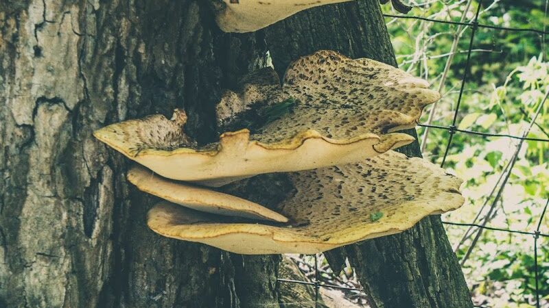 Englewood MetroPark South Park - Dayton, OH