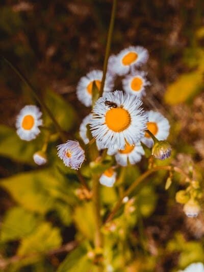 Englewood MetroPark South Park - Dayton, OH