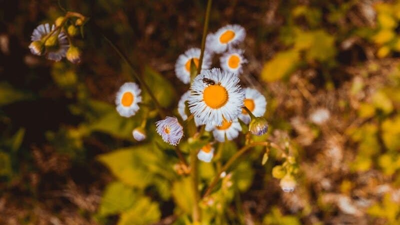 Englewood MetroPark South Park - Dayton, OH