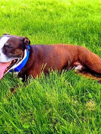 Highland Dog Park - Dayton, OH