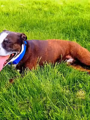 Highland Dog Park - Dayton, OH