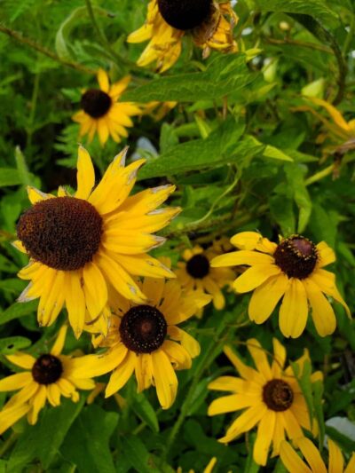 Holes Creek Park - Dayton, OH