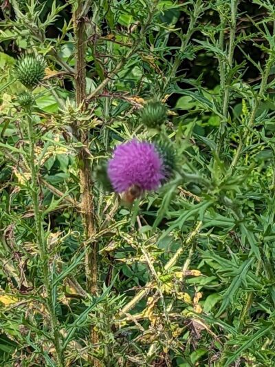 Holes Creek Park - Dayton, OH