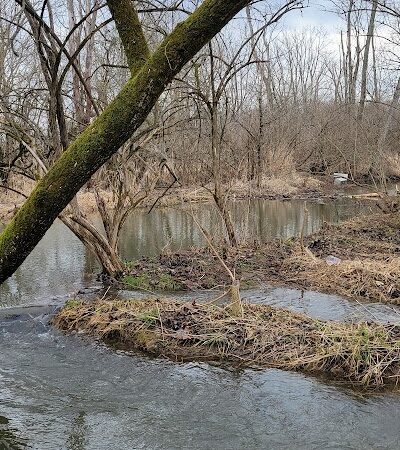 Koogler Wetland Prairie Reserve - Dayton, OH