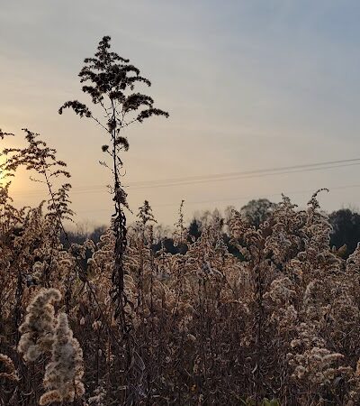 Koogler Wetland Prairie Reserve - Dayton, OH