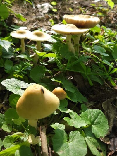 Magee Park - Dayton, OH