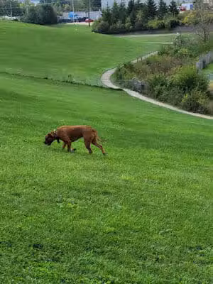 Montgomery County Bark Park Dayton - Dayton, OH