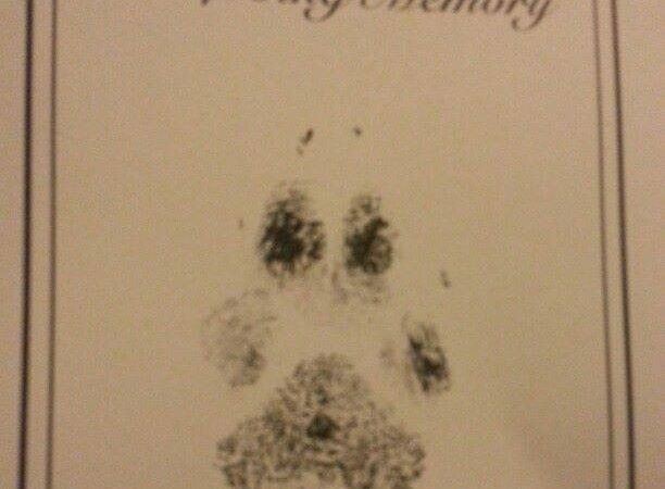 Moon Dogs Express Pet Care (Private Dog Park) - Dayton, OH