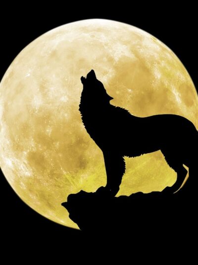 Moon Dogs Express Pet Care (Private Dog Park) - Dayton, OH