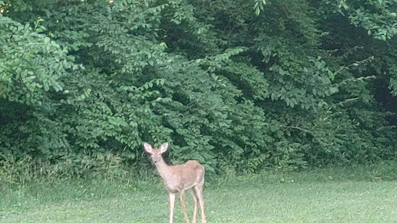 Virgallito Park - Dayton, OH