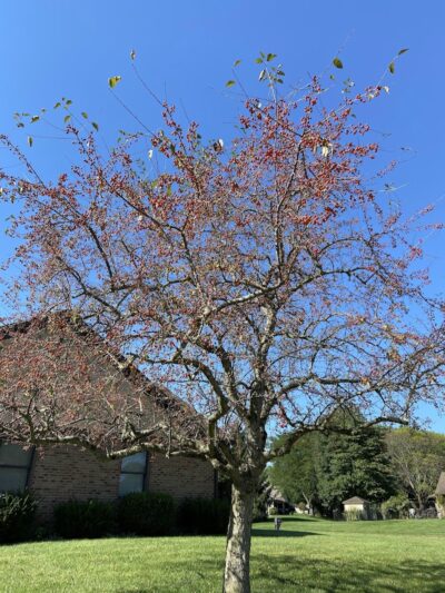 Walnut Grove Park - Dayton, OH