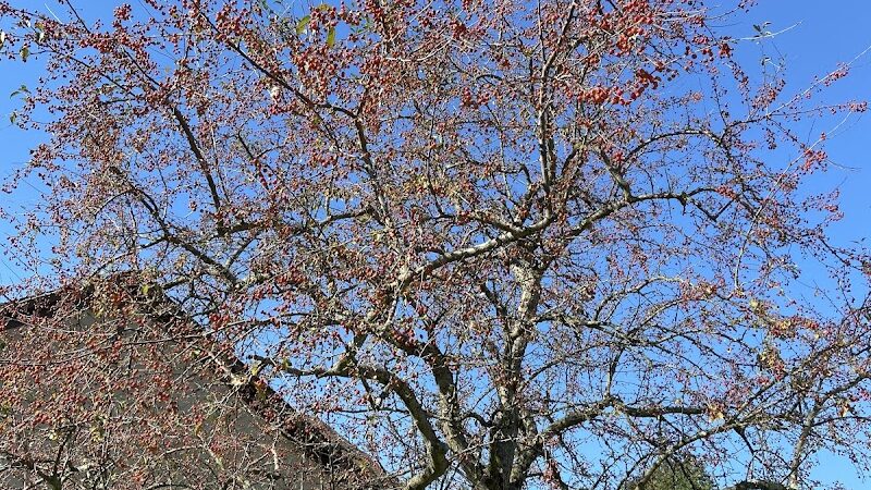 Walnut Grove Park - Dayton, OH