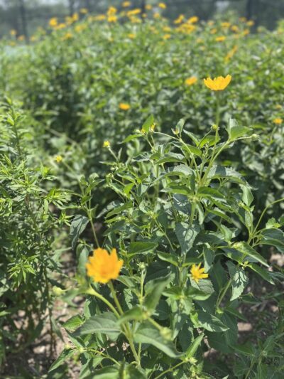 Yankee Park - Dayton, OH