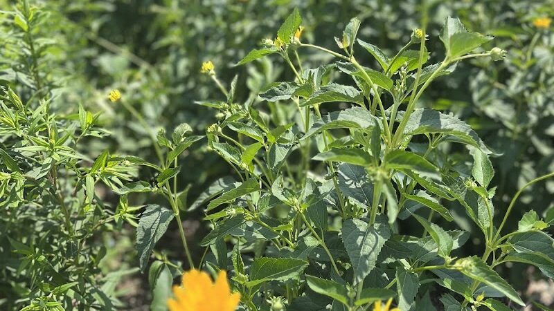 Yankee Park - Dayton, OH