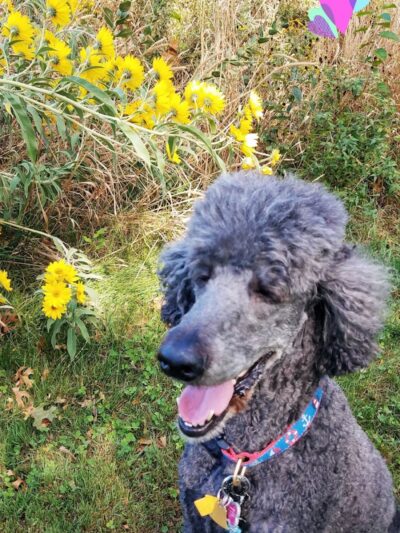 Yankee Park - Dayton, OH