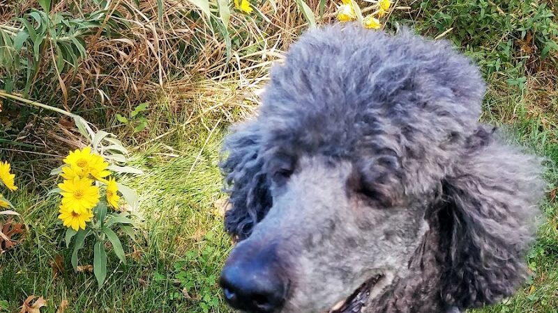 Yankee Park - Dayton, OH