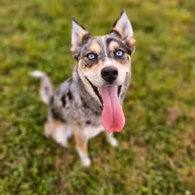 Devine Dog Park - Deerfield, WI