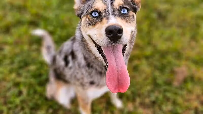 Devine Dog Park - Deerfield, WI