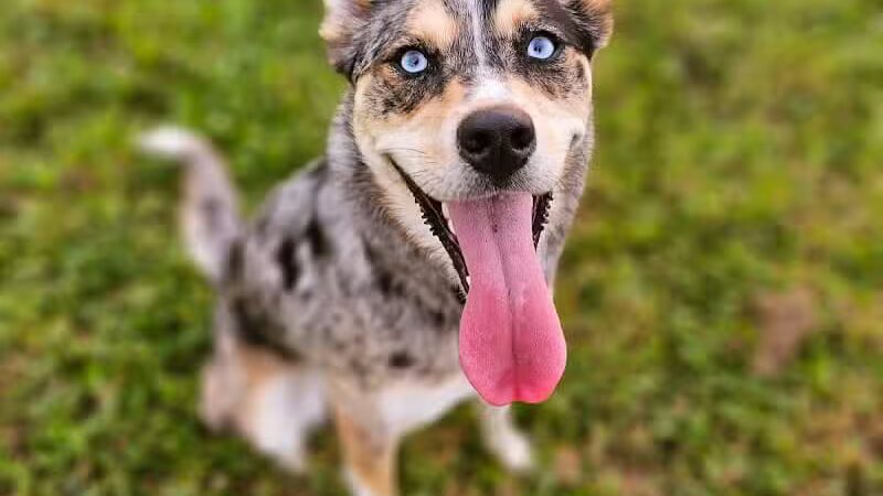 Devine Dog Park - Deerfield, WI