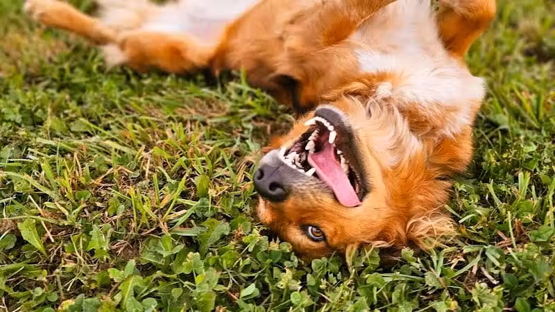 Devine Dog Park - Deerfield, WI