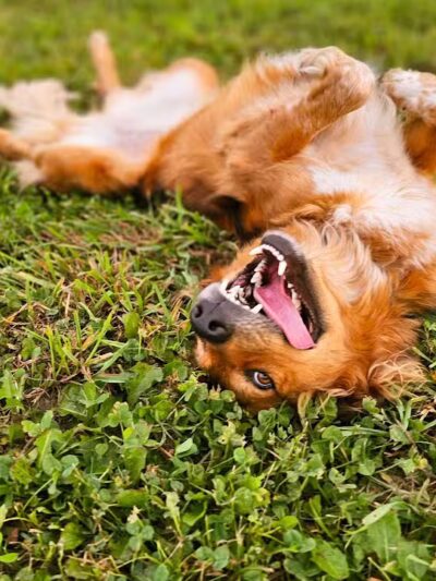 Devine Dog Park - Deerfield, WI